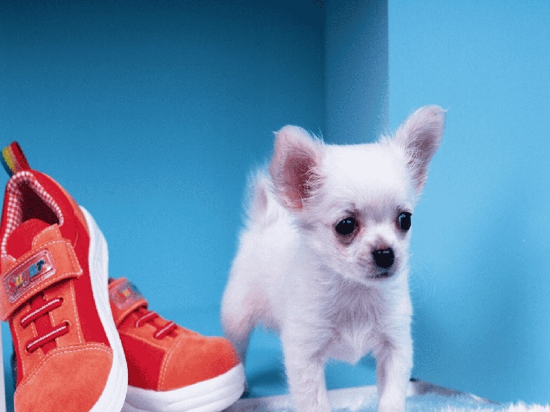 中国有同性试管试管检查有卵泡试管失败褐色血